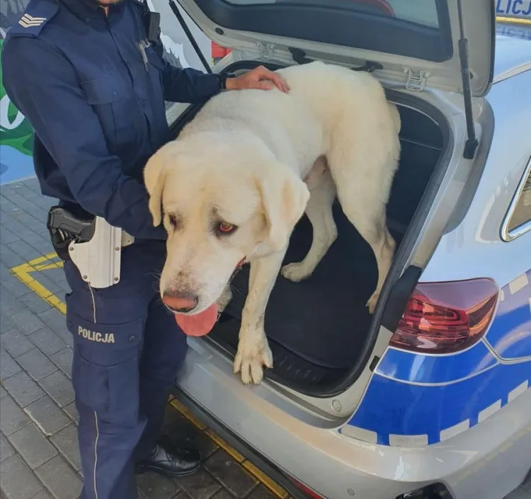 Gdańscy policjanci zaopiekowali się psem, udało się ustalić też jego właściciela.