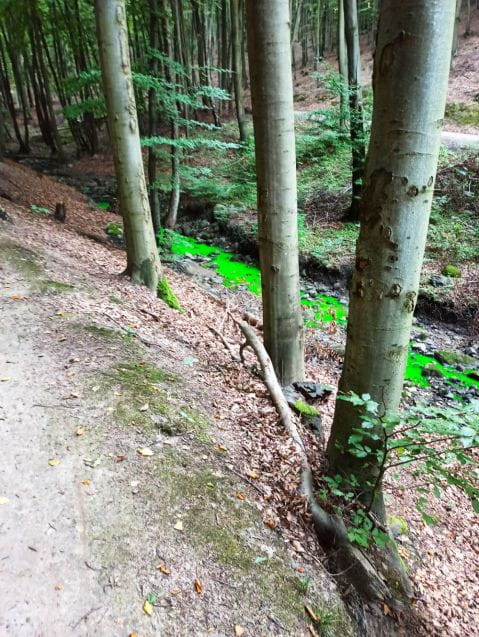 Intensywnie zielona woda w gdyńskich lasach zaniepokoiła mieszkańców.