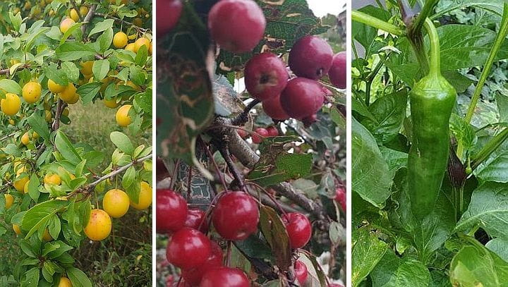 Mirabelki, jabłka, papryka - wszystkie te owoce i warzywa można znaleźć rosnące dziko na terenie Trójmiasta.