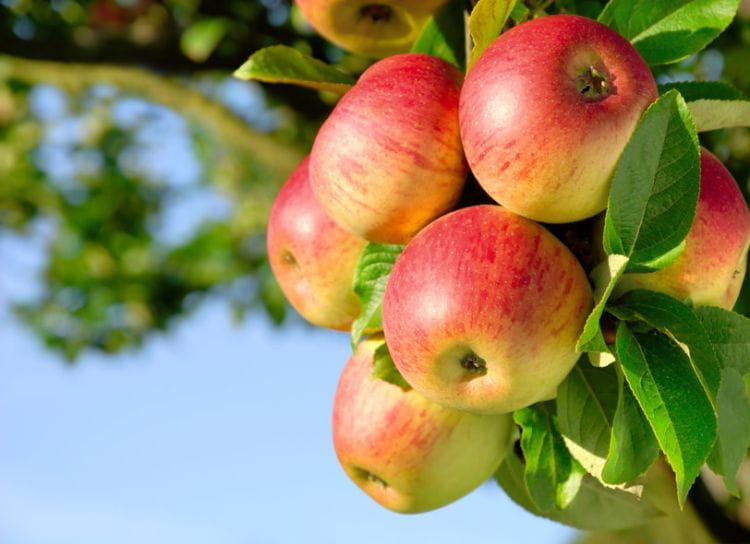 Jabłka okazują się sprzymierzeńcem w walce m.in. z podwyższonym cholesterolem, miażdżycą, cukrzycą czy zaparciami.