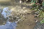 Czytelnik natknął się na śnięte ryby w zbiorniku Mokra Fosa.
