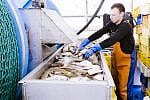 Certyfikowane połowy bałtyckiej storni, gładzicy i turbota realizowane są w sposób odpowiedzialny, w oparciu o metody, które nie naruszają kondycji dzikich populacji ryb oraz nie mają negatywnego wpływu na ekosystem morski.