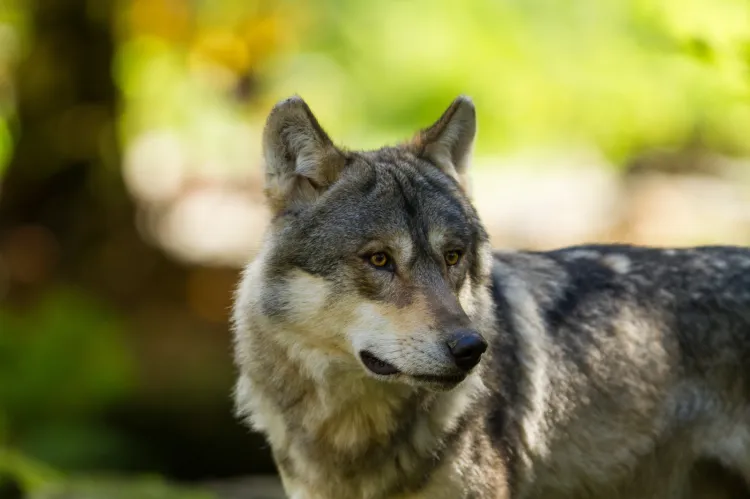 Z badań naukowców wynika, że wilki nie są zagrożeniem w rozprzestrzenianiu ASF.
