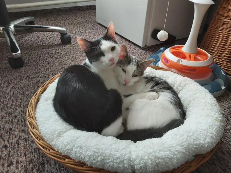 To kocie rodzeństwo praktycznie wszystko robi razem: jedzą, bawią się, śpią, myją się - są nierozłączne, dlatego szukamy opiekuna, który adoptuje je w pakiecie.