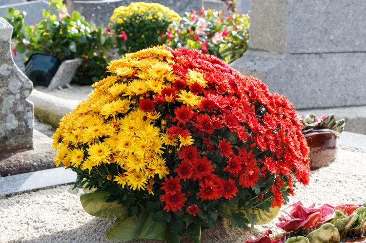 Kwiaty na cmentarz to jeden z symboli pamięci i szacunku do zmarłego. 