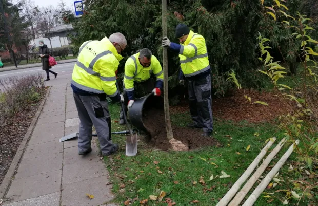 Od wtorku Sopot rozpoczął akcję jesiennych nasadzeń nowych drzew.