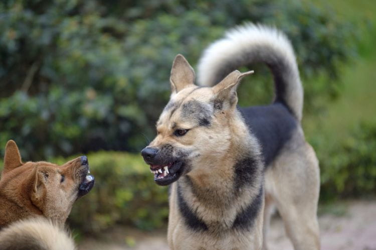 Psy bywają agresywne wobec innych zwierząt oraz ludzi. W lesie reagują instynktownie i mogą zaatakować zwierzynę, a także ludzi.