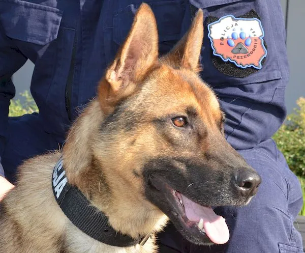 Korek - policyjny pies, który znalazł skrytki z narkotykami.