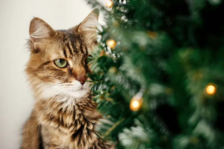 Opiekunowie ciekawskich psów i kotów powinni szczególnie uważać przy doborze roślin świątecznych do domu.