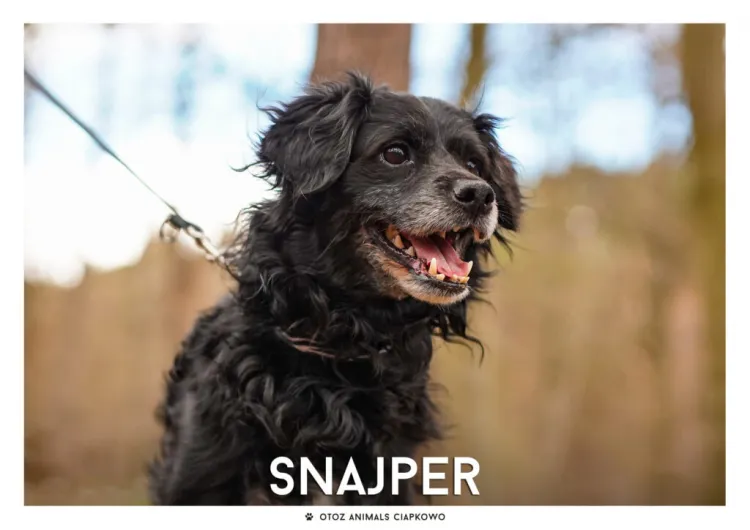 Snajper jest bardzo spragniony swojego człowieka. To radosny psiak, uwielbia zabawy piłeczką, jest bardzo chętny do spacerowania.