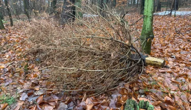 Wyrzucanie choinek w ten sposób, czyli do lasu, jest zabronione, choć jak widać, nie wszyscy o tym pamiętają.
