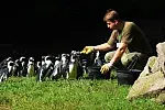 Karmienie pingwinów w gdańskim zoo.