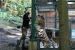 Karmienie tygrysów w gdańskim zoo.