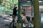 Karmienie tygrysów w gdańskim zoo.