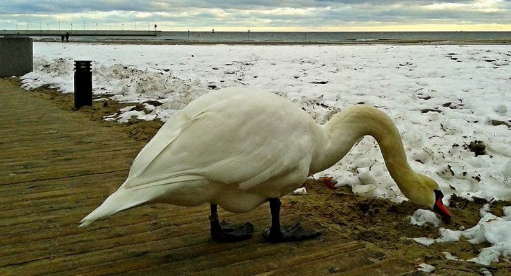 Zima to trudny czas dla zwierząt, także dla ptaków wodnych, które nie odleciały do cieplejszych miejsc.