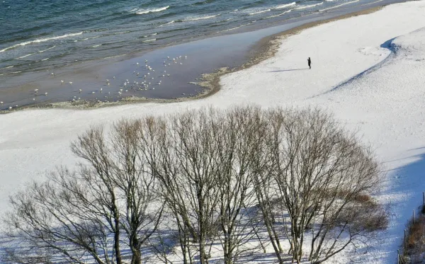 Wycięte zostały widoczne na zdjęciu drzewa na plaży w Jelitkowie. Zdjęcie zostało zrobione w czwartek, 20 stycznia.