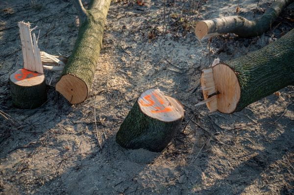Plaża w Jelitkowie. Część drzew ma zbyt mały obwód pnia, by móc nałożyć karę za ich wycinkę.