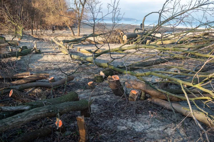 Do nielegalnej wycinki 55 drzew na plaży w Jelitkowie doszło pod koniec stycznia. Sprawców nadal nie zatrzymano.