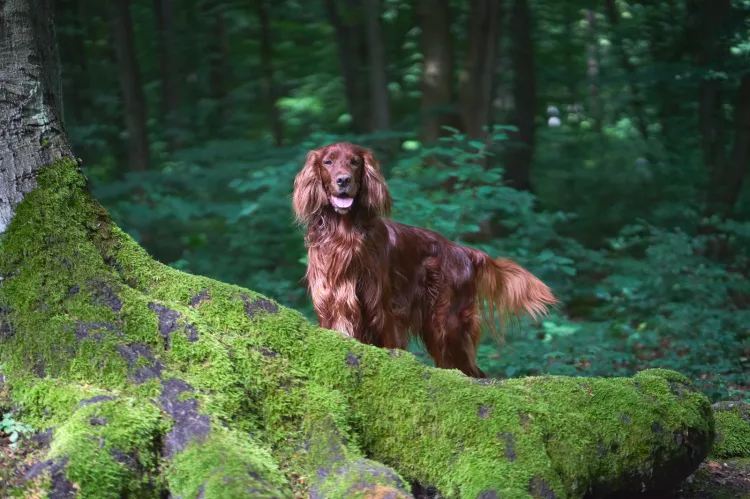 Psy uwielbiają biegać po lesie, jednak musimy zdawać sobie sprawę, że puszczone ze smyczy, mogą stworzyć niebezpieczeństwo dla mieszkańców lasu.