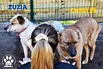 Niektóre z psów, które przyjechały z Ukrainy do placówek OTOZ Animals i będą gotowe do adopcji po 21 marca.