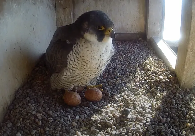 Samica Bryza wysiaduje od kilku dni swoje jaja w gnieździe na kominie gdyńskiej elektrociepłowni.