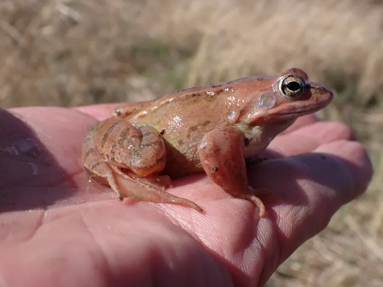 Żaby, podobnie jak inne płazy w Polsce, są objęte ochroną.