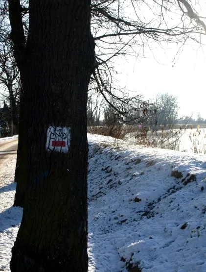 Przez ul. Olszyńską, nieopodal dworu przebiega rowerowy szlak Motławski, który wiedzie przez Żuławy Gdańskie do Tczewa.