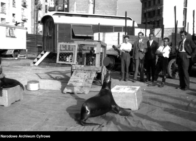 Przed wojna foki nazywano psami morskimi. Na zdjęciu tresura zwierzęcia przed wstępem w cyrku w 1931 r.
