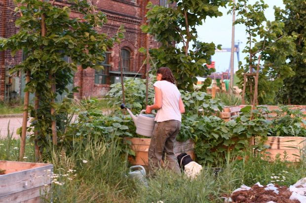 Harvest City Garden is an initiative to plant edible plants in the revitalized area of ​​the Imperial Dockyard. 