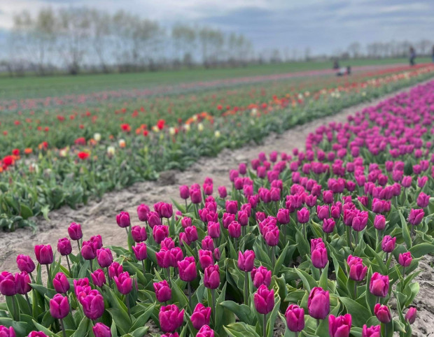 Pole "O Rany, Tulipany!" to ok. 2 ha różnobarwnych dywanów kwiatowych.