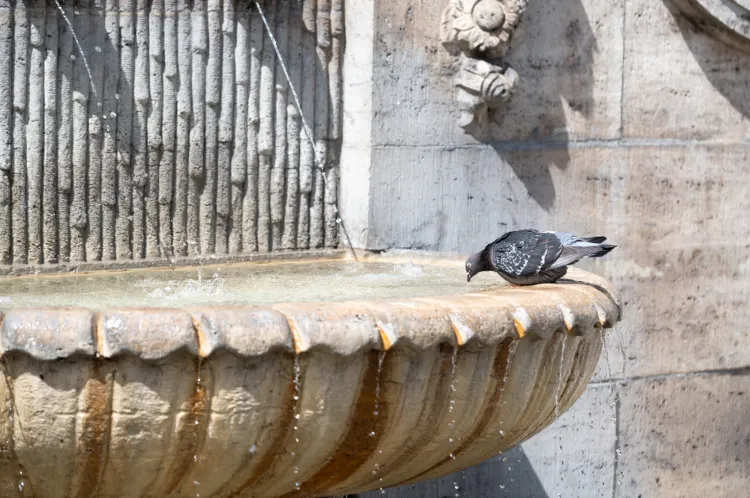 Fontanna Jaśkowa Dolina 