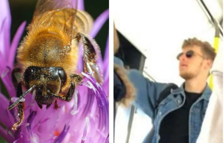 Pan Mikołaj, pasażer gdyńskiego trolejbusu, uratował uwięzioną w nim pszczołę. Jego wyczyn zdobył dużą popularność w sieci.