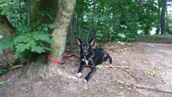 Porzucanie psów przywiązanych do drzewa w lesie to niestety regularnie powtarzający się proceder. Pies widoczny na zdjęciu został w ten sposób porzucony kilka lat temu w Gdańsku.