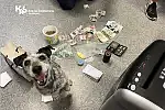Psi funkcjonariusz Buzz, wyszkolony do wykrywania narkotyków.