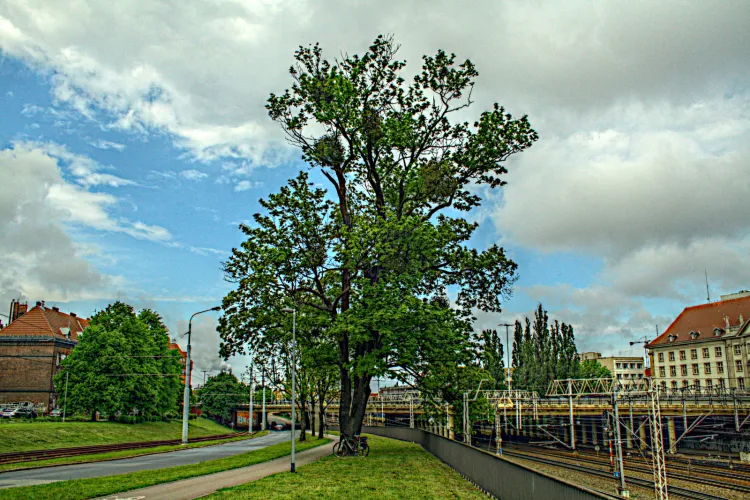 Dwa klony rosnące przy ul. 3 Maja to ostatnie pozostałości XIX-wiecznego ogrodu Błędnik, który istniał w tym miejscu zanim zbudowano linię kolejową oraz wiadukt samochodowy.