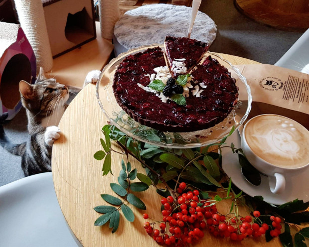 Kotka Cafe to nie tylko kawiarnia, w której można wypić kawę i zjeść ciasto, lecz także tymczasowe miejsce zamieszkania kotów przeznaczonych docelowo do adopcji. 