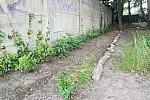 Cmentarz na Ujeścisku to zielone miejsce, docelowo ma się zamienić w Niebiański Ogród.