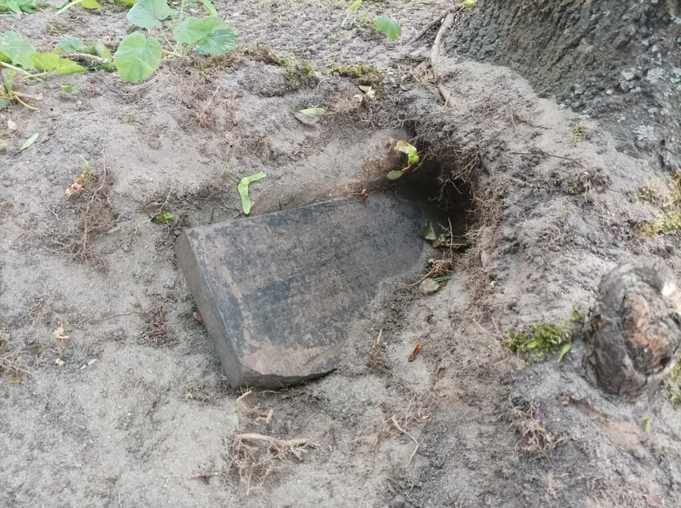 Odkopana tablica nagrobna w korzeniu drzewa
