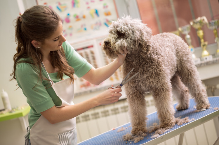 Regular visits to the groomer will save us a lot of time, and the dog can be a real breath of fresh air, especially in the summer.