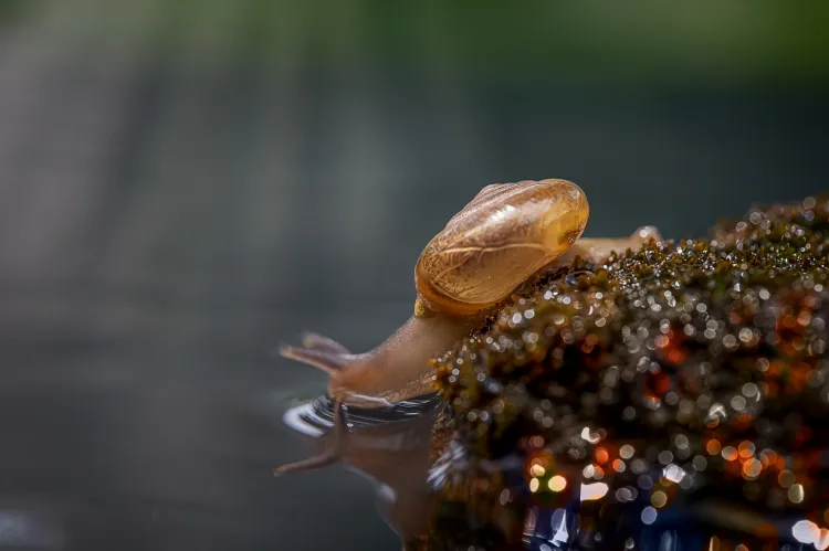 Trutka na ślimaki truje nie tylko ślimaki.