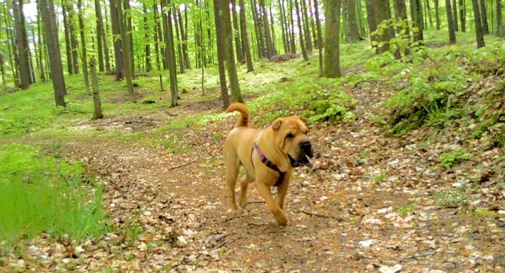 Pies zawsze dobrze się bawi w lesie, ale sam po sobie nie posprząta.