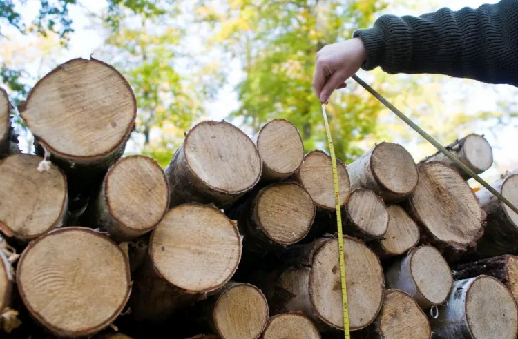 W Nadleśnictwie Gdańsk do sprzedaży trafiło właśnie dodatkowe 3 tys. m sześc. drewna opałowego. Do końca czerwca leśnicy sprzedali ponad 9 tys. metrów.