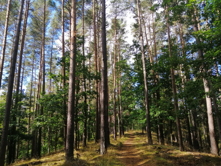 Szlaki Lasów Oliwskich oferują zarówno wspinaczki na wzniesienia, spokojne odcinki, jak strome zejścia.