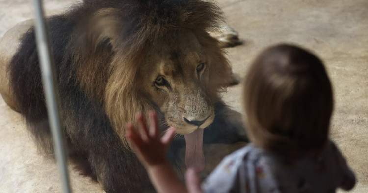 W gdańskim zoo mieszka obecnie stado lwów angolskich złożone z 4 osobników.