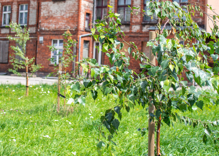 Dzięki akcjom grupy Drzewa w Mieście dla Klimatu, w Gdańsku przybyło już ok. 130 nowych drzew.