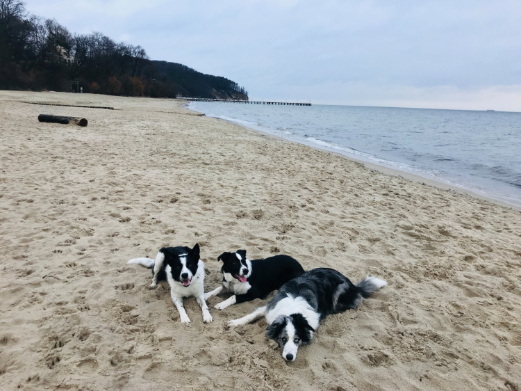 W Trójmieście mamy wiele możliwości, jeśli chodzi o wchodzenie z psami na plażę. W Gdyni i Sopocie możemy korzystać z wyznaczonych "psich plaż", w Gdańsku poza kąpieliskami strzeżonymi możemy spacerować z psem wszędzie.