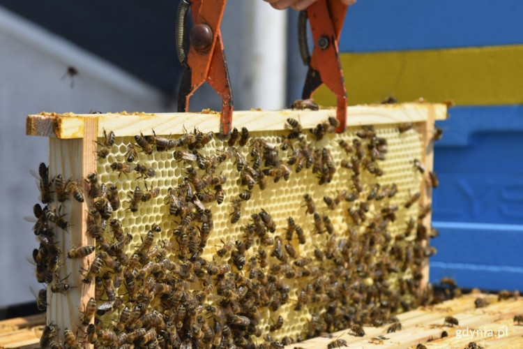 Od gdyńskich pszczół zebrano aż 182 kg miodu.