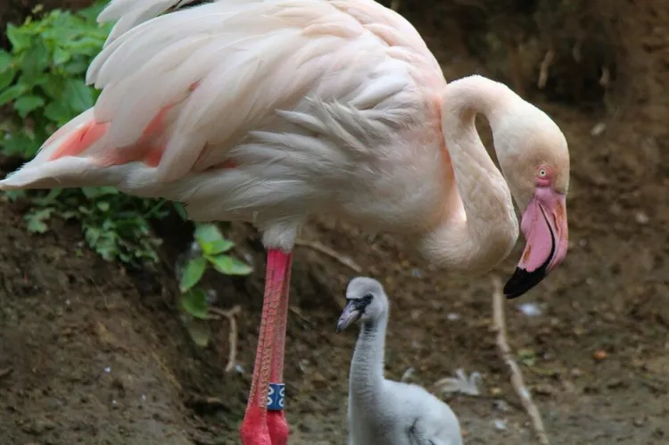 Młode flamingi bardzo różnią się między sobą wielkością, ponieważ wykluły się w różnym czasie.