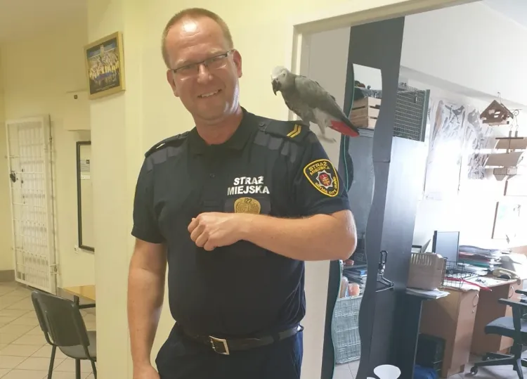Papuga żako "złożyła wizytę" na komendzie Straży Miejskiej w Gdyni. Na zdjęciu z rzecznikiem SM, Leonardem Wawrzyniakiem.