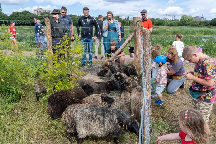15 owiec wrzosówek zamieszkało na Olszynce 6 sierpnia. Od tamtej pory nie milkną kontrowersje wokół trybu, w jakim tam trafiły.